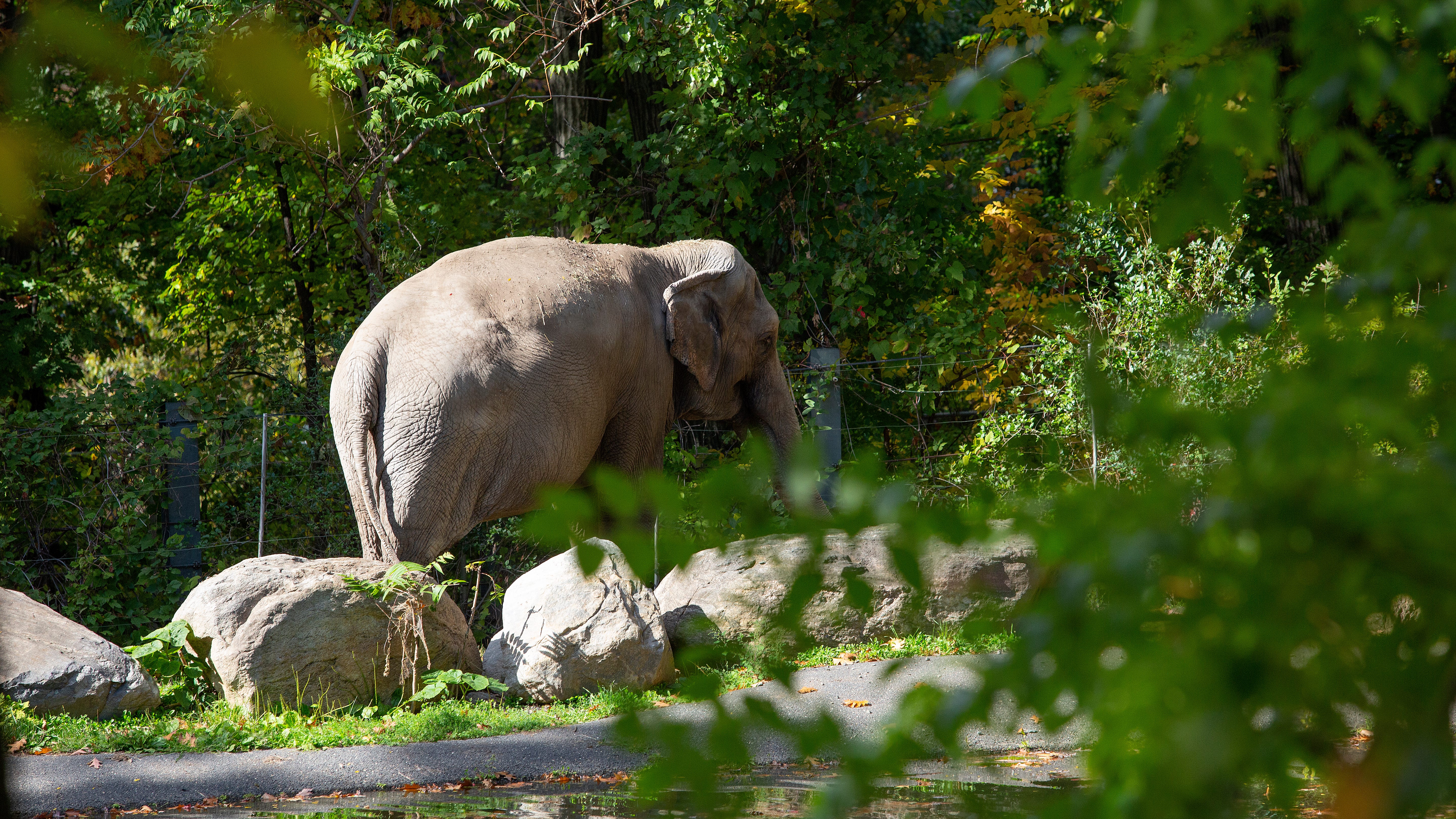 Bronx Zoo slams 'anti-zoo agenda' after bill to ban elephant captivity unveiled in City Council