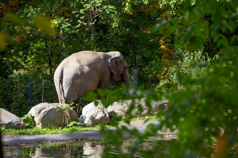 Happy, an Asiatic elephant, stands in her enclosure on Oct. 19, 2022 at the Bronx Zoo in the Bronx