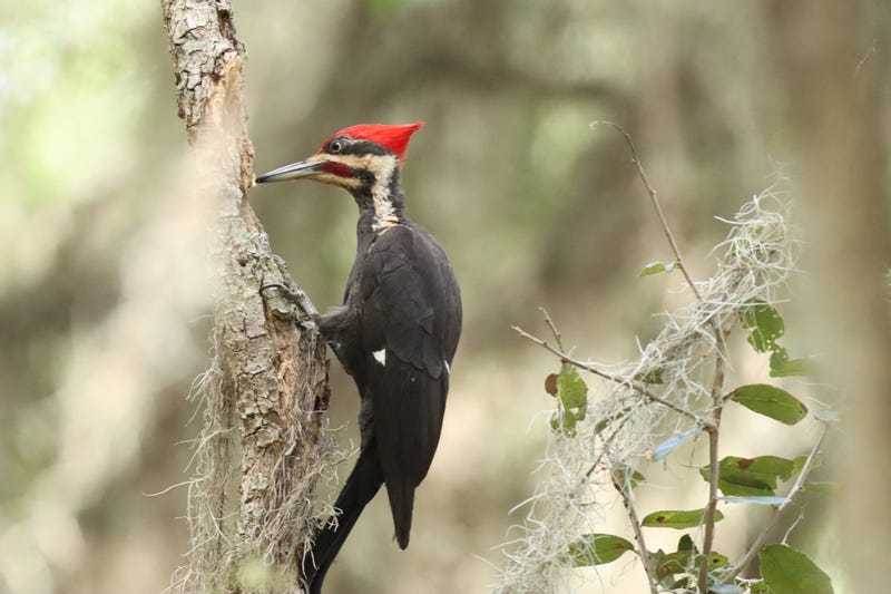 A closeup of the ivory-billed woodpecker.