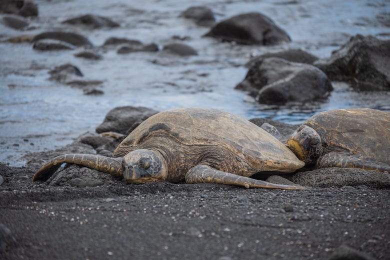 Kemp's ridley sea turtle on the beach
