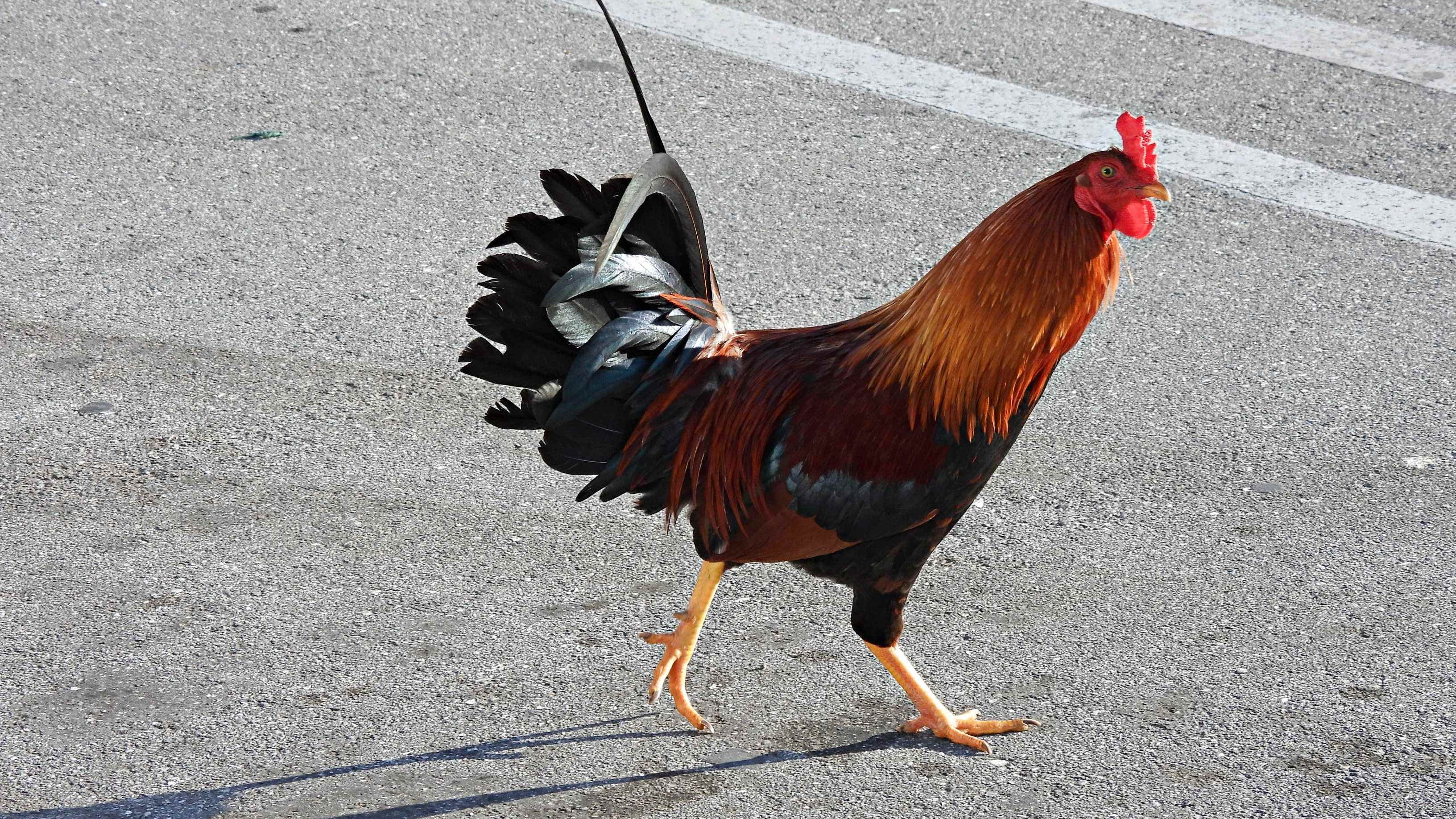 Daredevil chicken apparently fails to cross the road