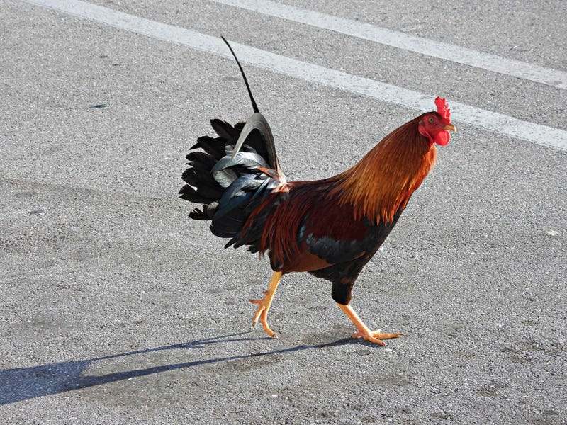 Rooster in the road. 