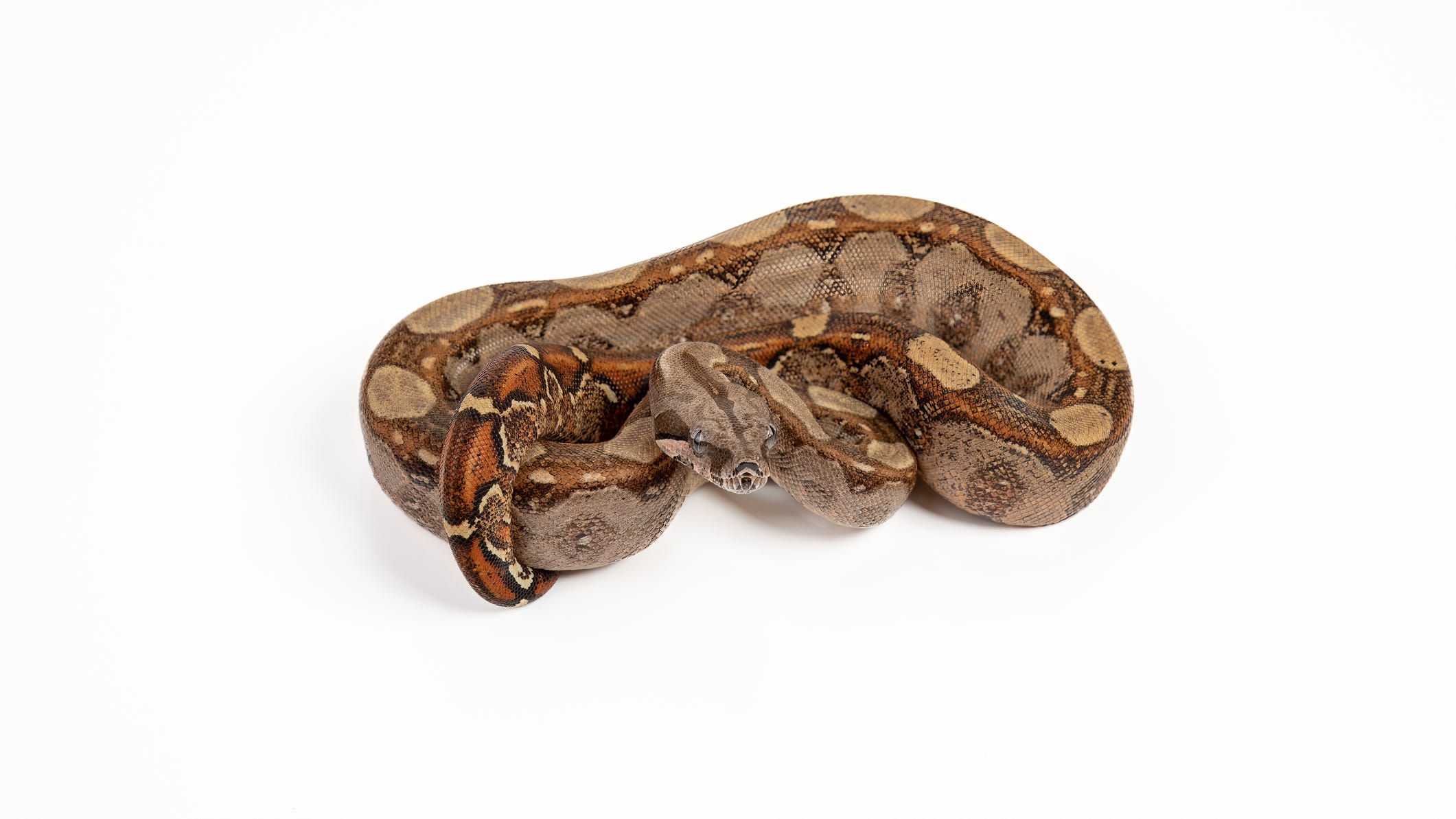 New dwarf boa constrictor discovered and it's adorable