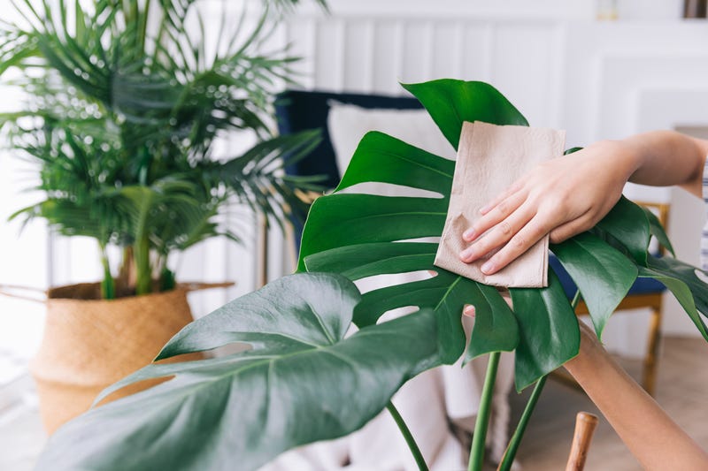dust houseplants