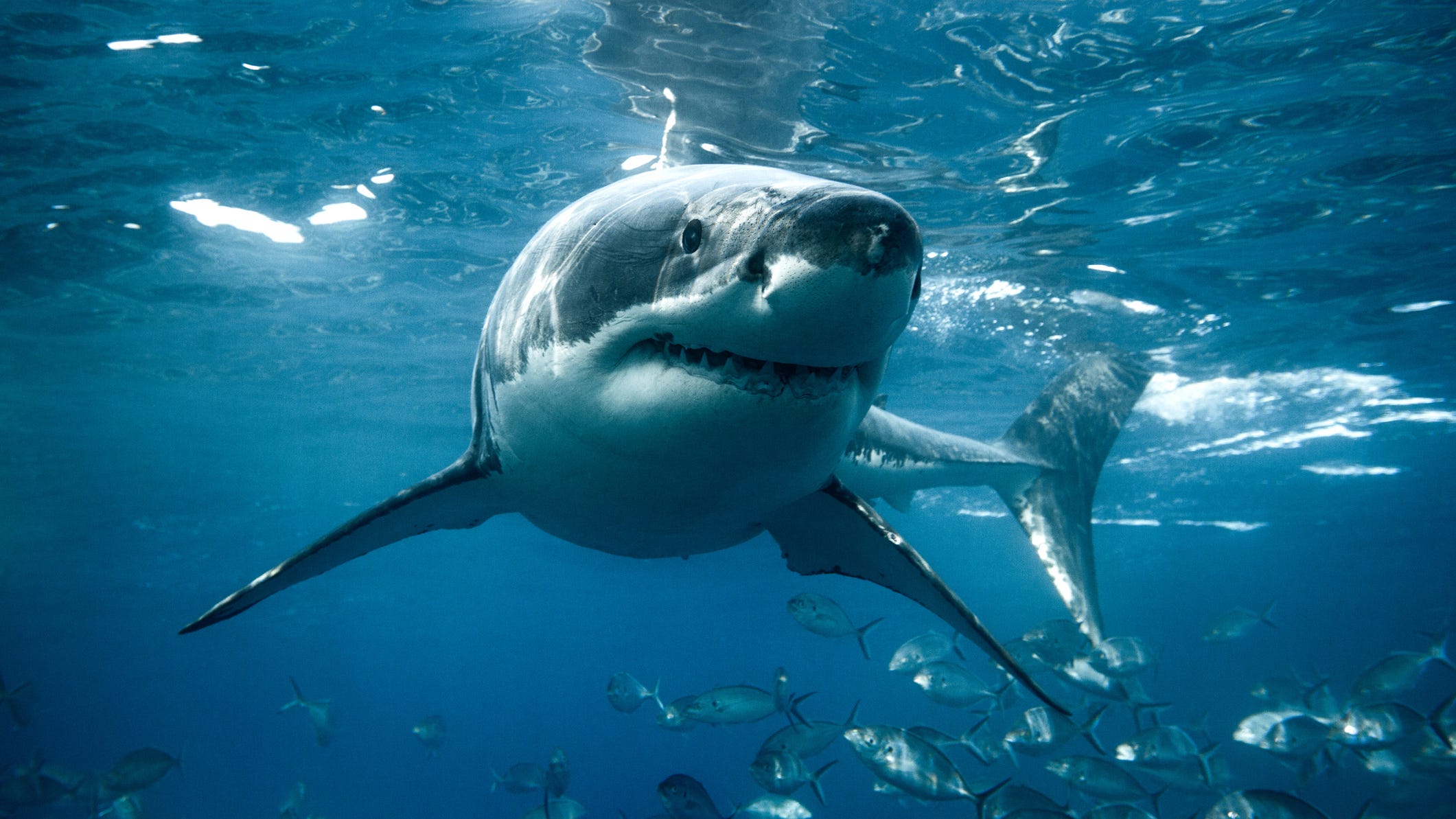 WATCH: Man rides beached shark like a cowboy