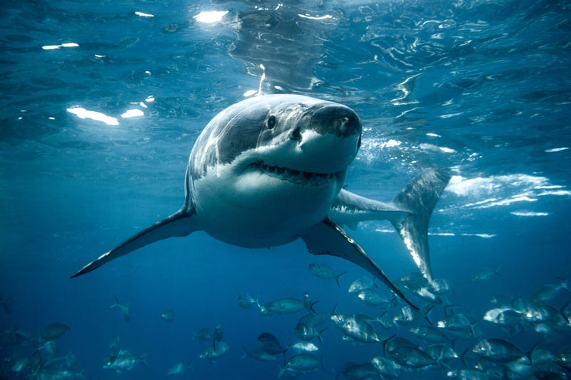 Shark.