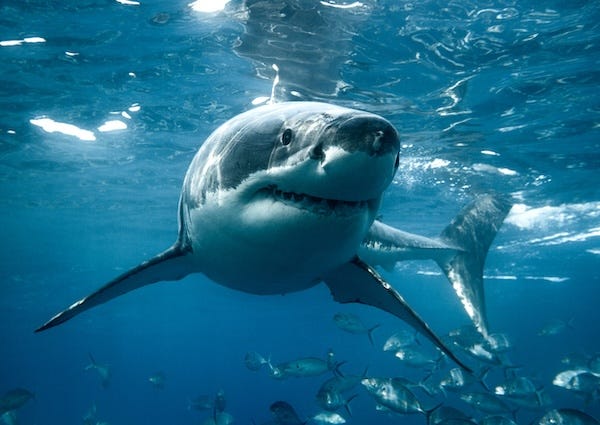 Great white shark below the ocean’s surface