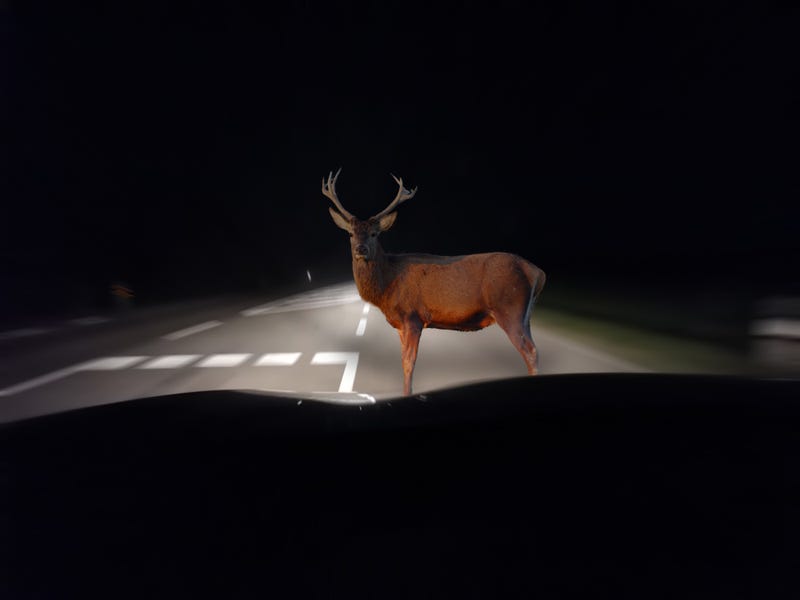 Deer