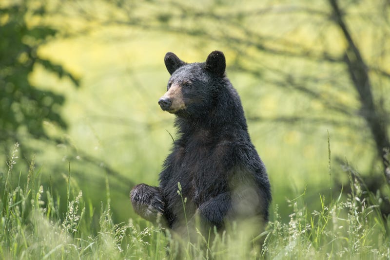 black bear