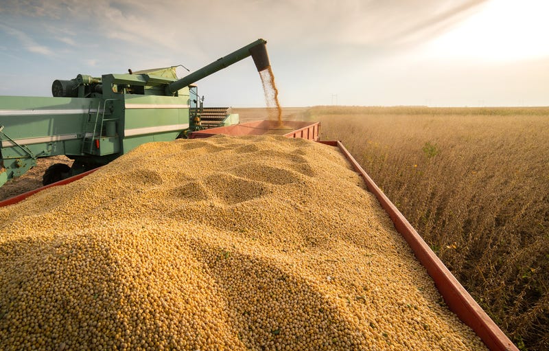 harvesting soybeans