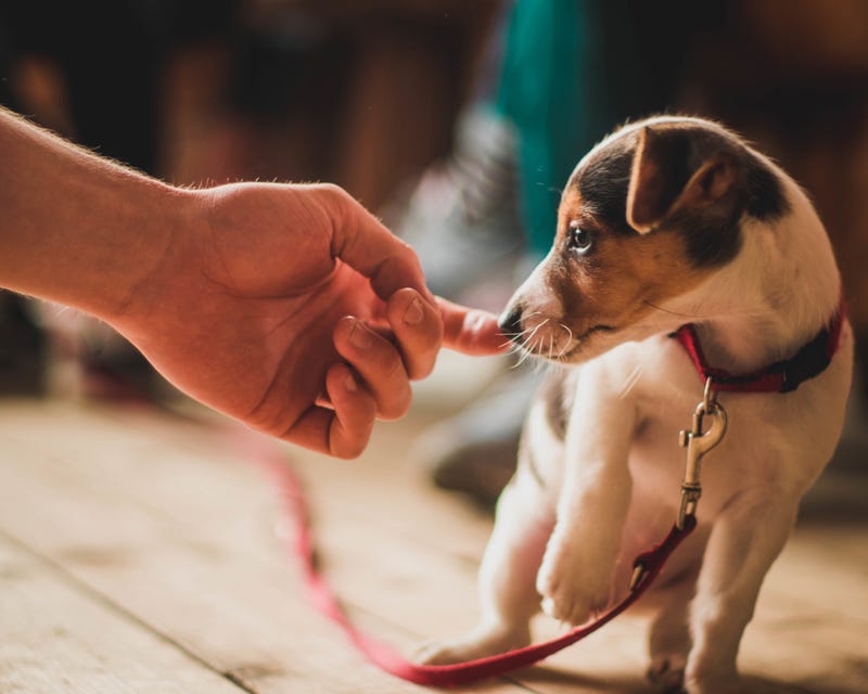 A puppy.