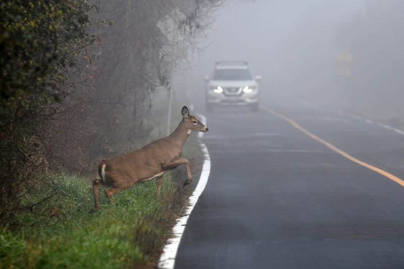 Deer jumps out in front of a car