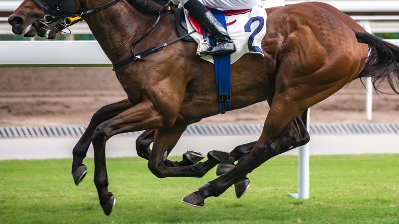 horse running at race track