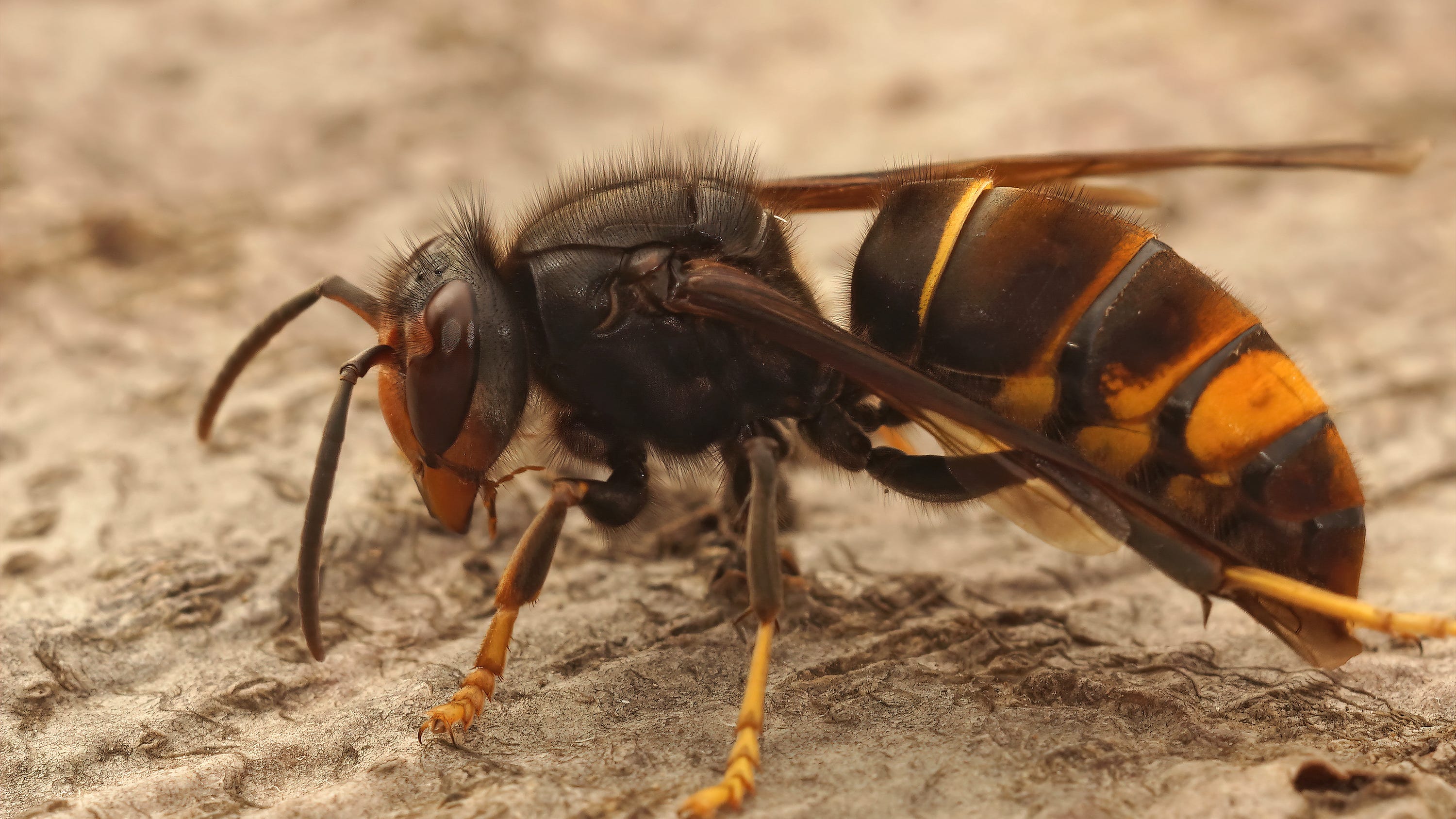 Invasive hornet spotted for first time in the US