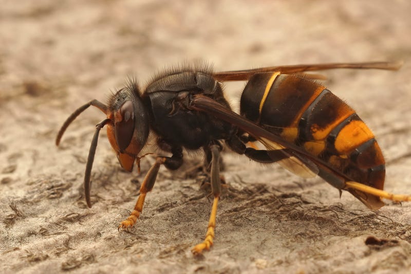 Closeup of a yellow-legged hornet. 
