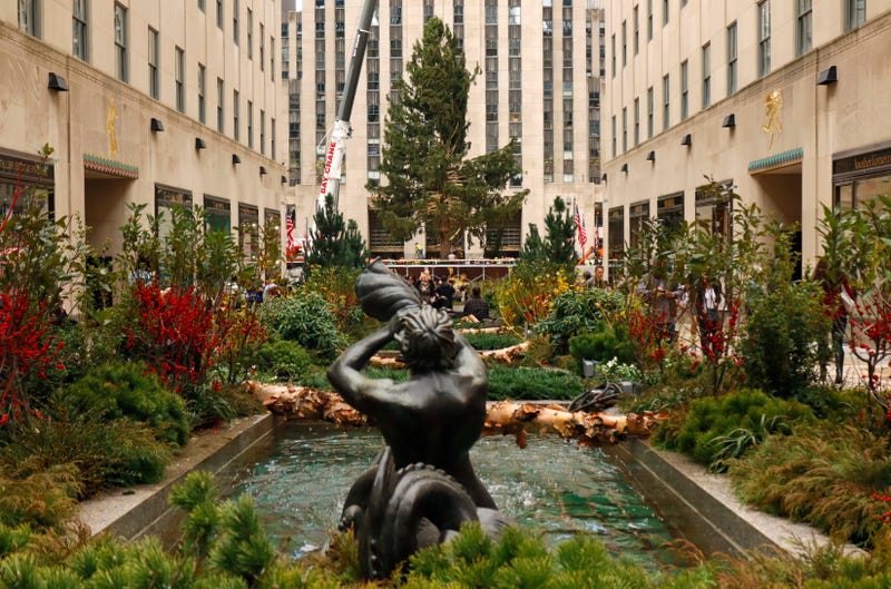 The Rockefeller Center Christmas tree is placed on its pedestal on November 12, 2022, in New York City. 