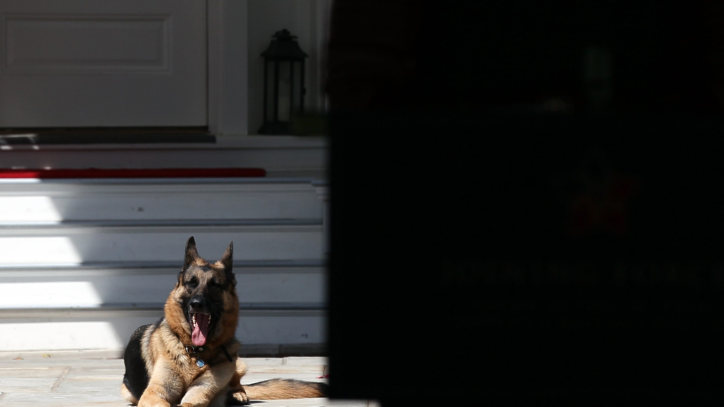 Two very good Biden family dogs have moved into the White House, and yes, they're already barking