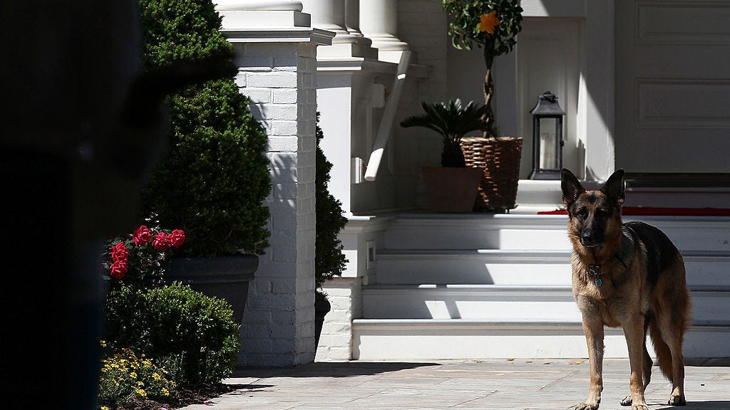 Biden's dogs 'will be back' to White House after being sent to Delaware following 'biting incident'