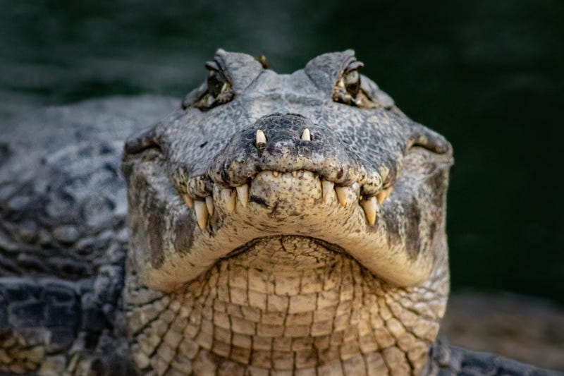 Alligator. 