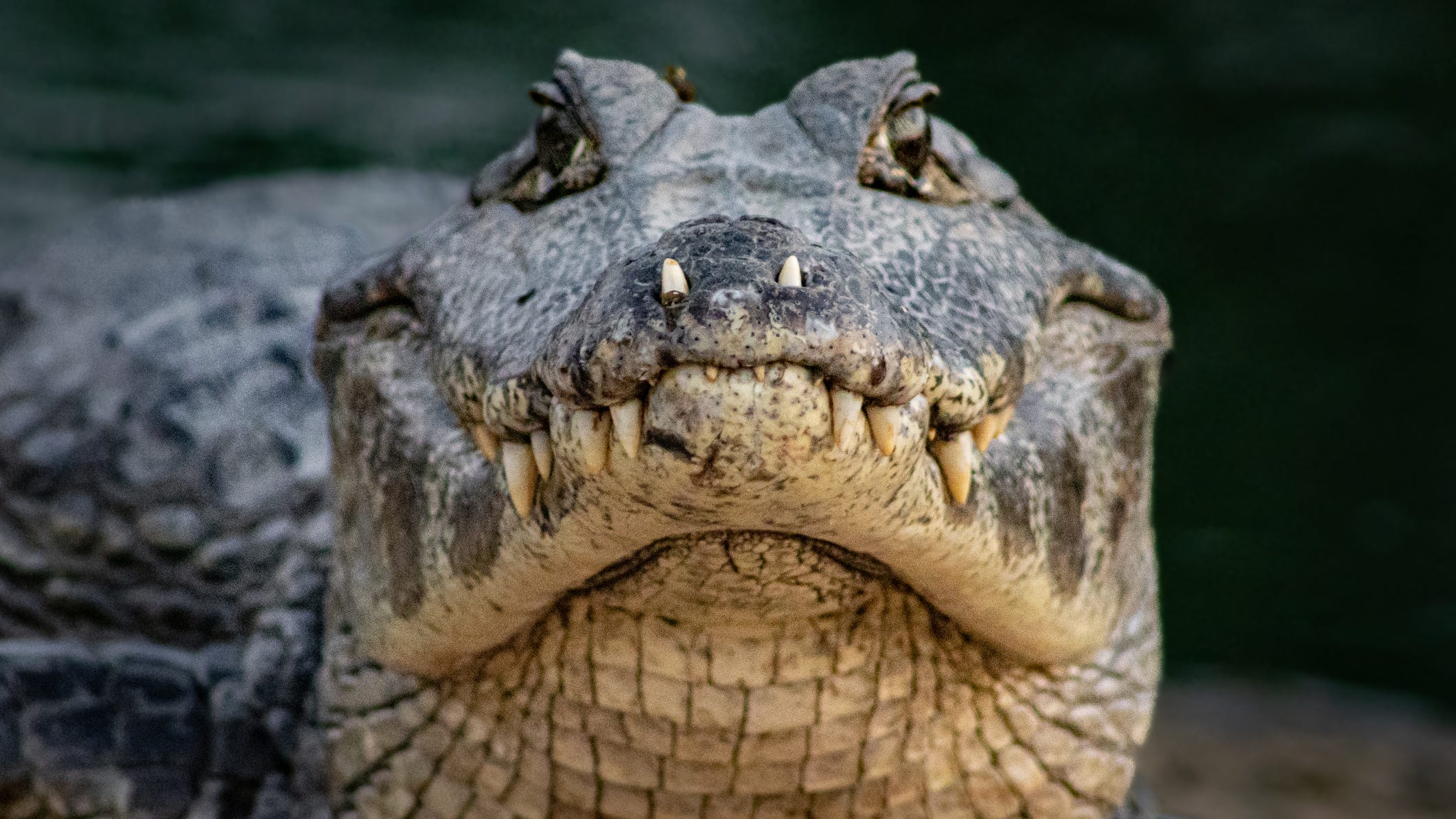 69-year-old woman killed in alligator attack