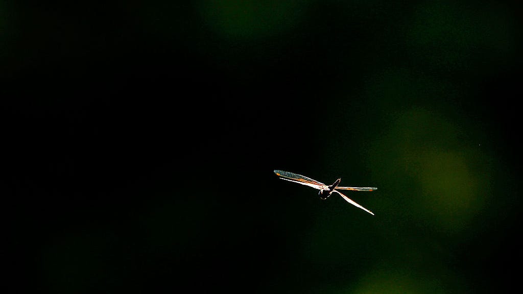 Long-believed vanished dragonfly species spotted at Donner Lake