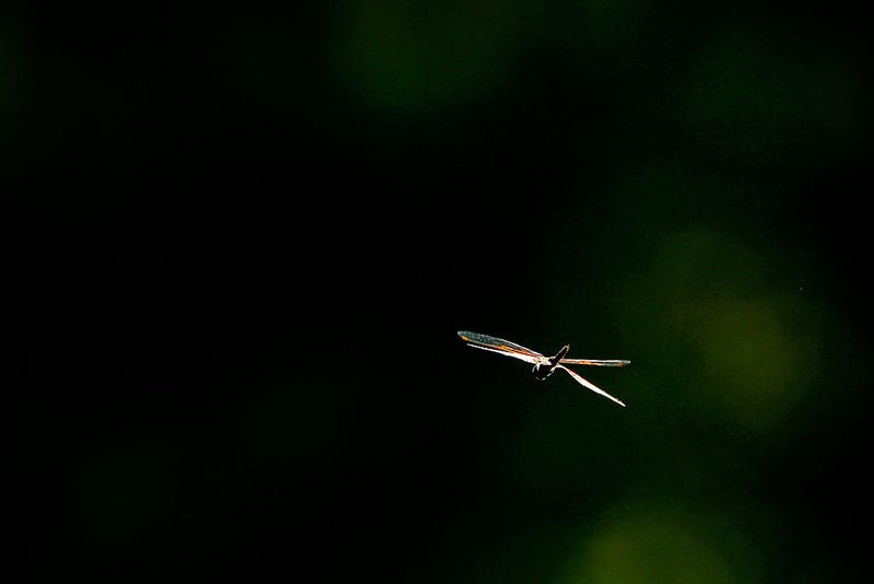 A dragonfly is seen during the second round of THE PLAYERS Championship held at THE PLAYERS Stadium course at TPC Sawgrass on May 11, 2012 in Ponte Vedra Beach, Florida. 