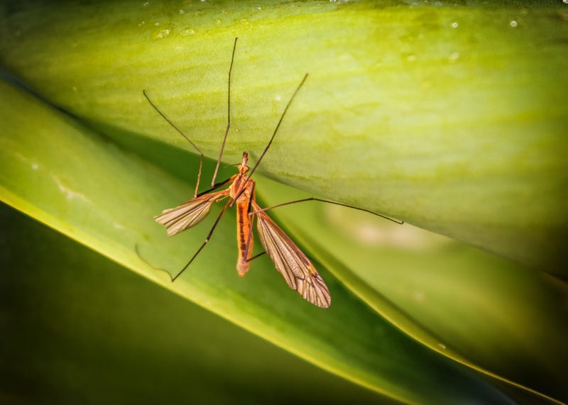 FILE: A crane fly or "mosquito hawk"