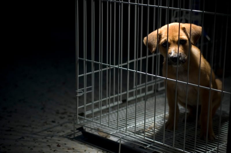 One councilmember in St. Clair Shores hopes to further crack down on animal breeding mills by adopting a Humane Society ordinance within the city.
