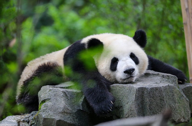 Panda sitting on a rock. 