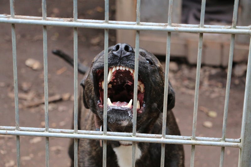 A pit bull barking behind a metal fence.