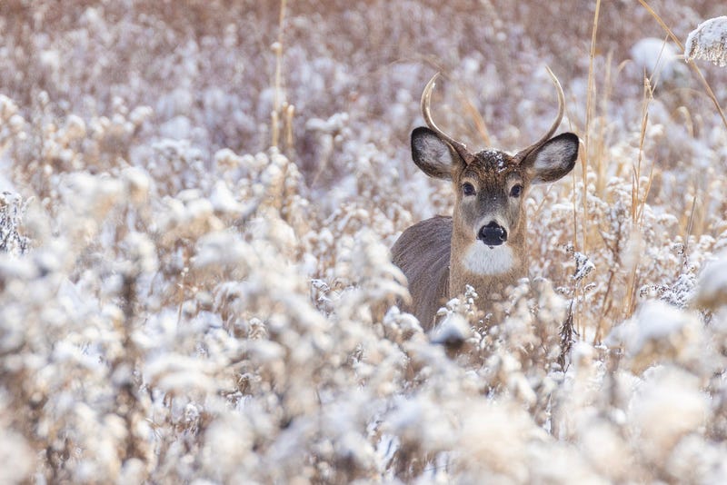 Whitetail Deer, Chronic Wasting Disease, Minnesota