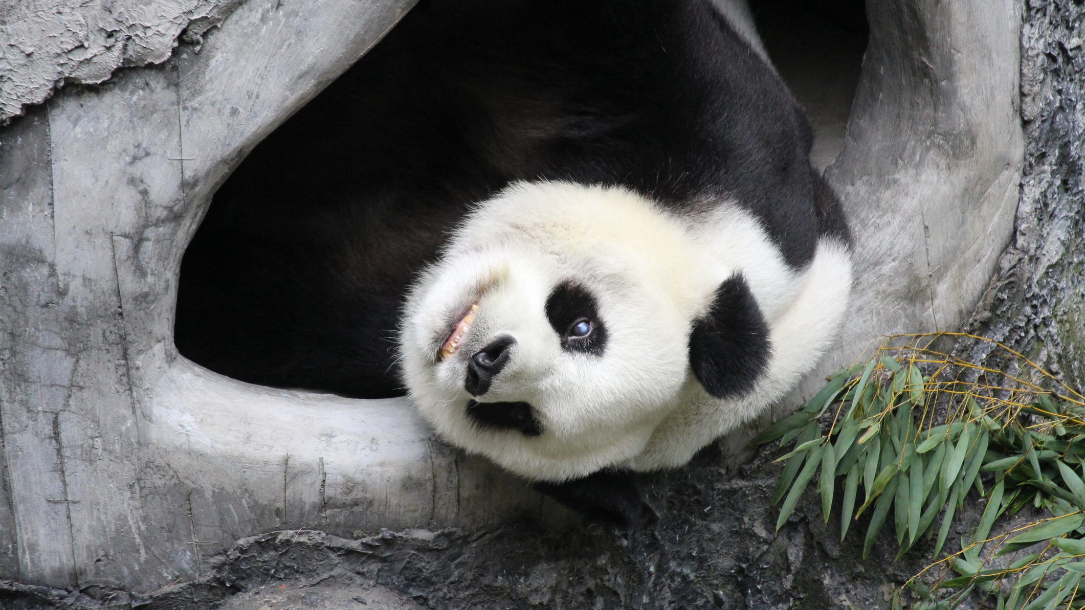 Giant Panda Conservation Program
