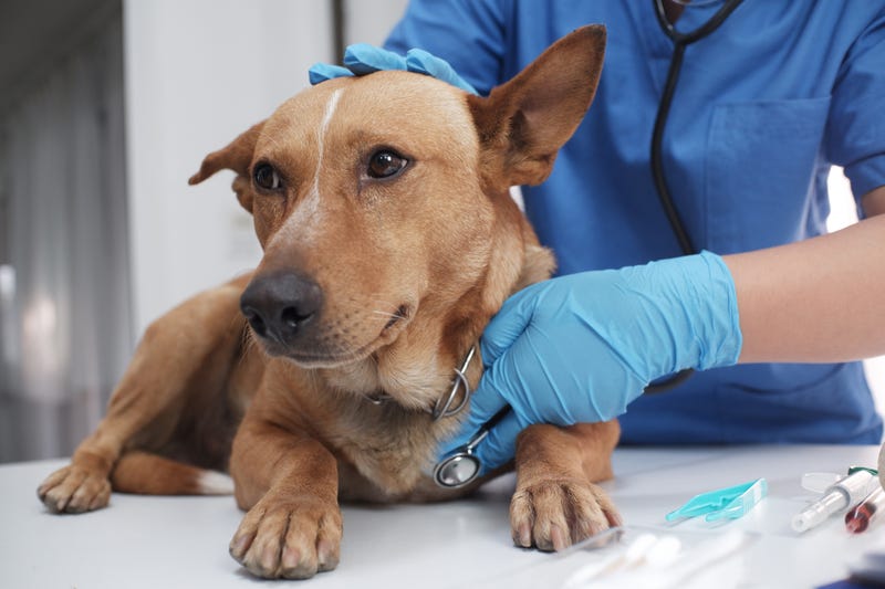 The veterinarian doctor treating, checking on dog at vet clinic - stock photo