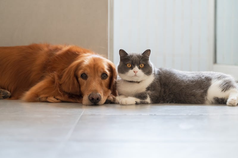dog and cat