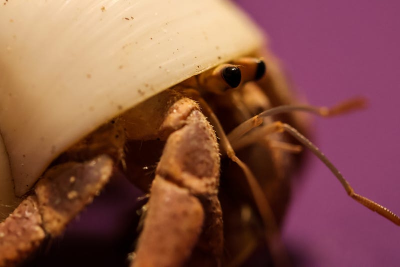 Over 100 animals were seized from a home last week in Southwest Michigan and one man was arrested after authorities found all kinds of reptiles, farm animals, rodents -- and even a crab.