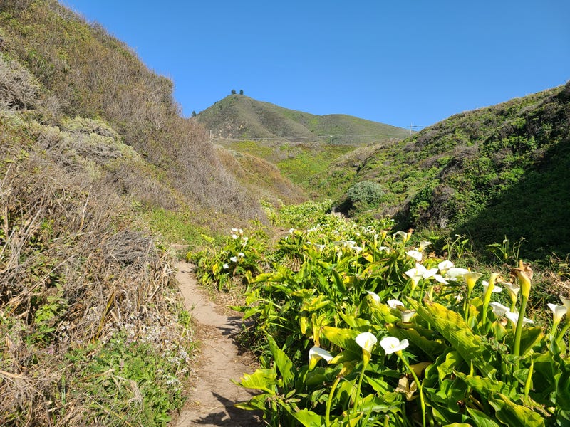 Calla Lily Valley