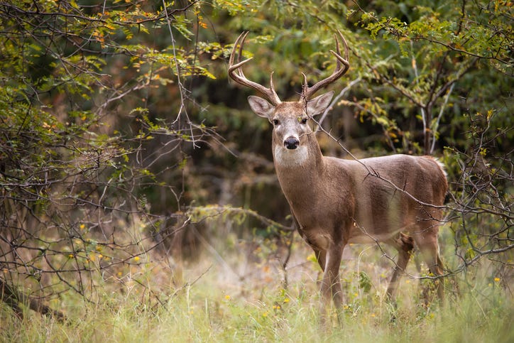 deer in the woods in fall in a stock image