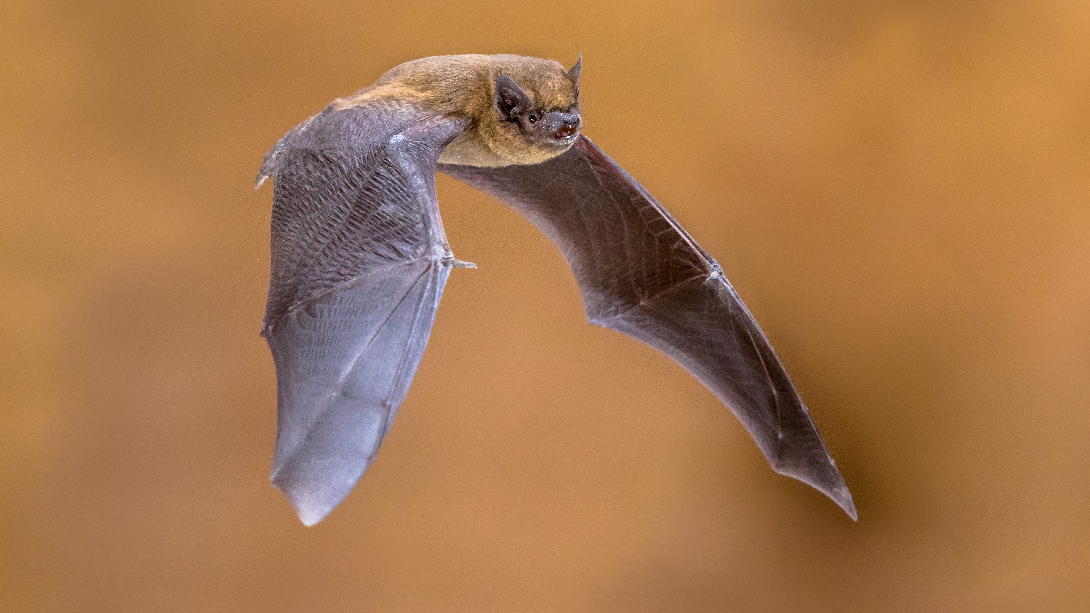 27 rabid bats reported in Illinois so far this year: IDPH