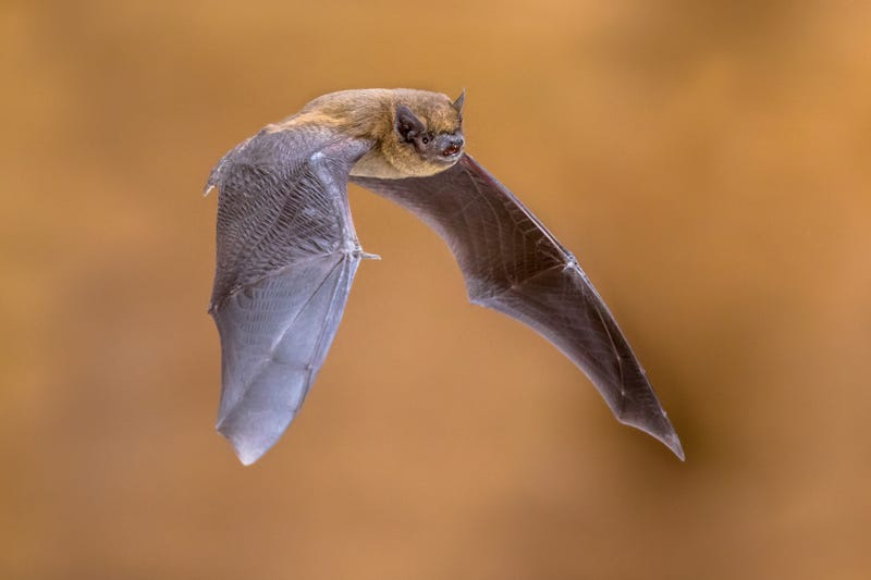 bat