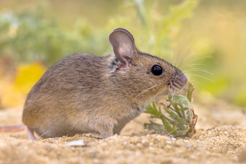 Pacific pocket mouse wins record for longevity