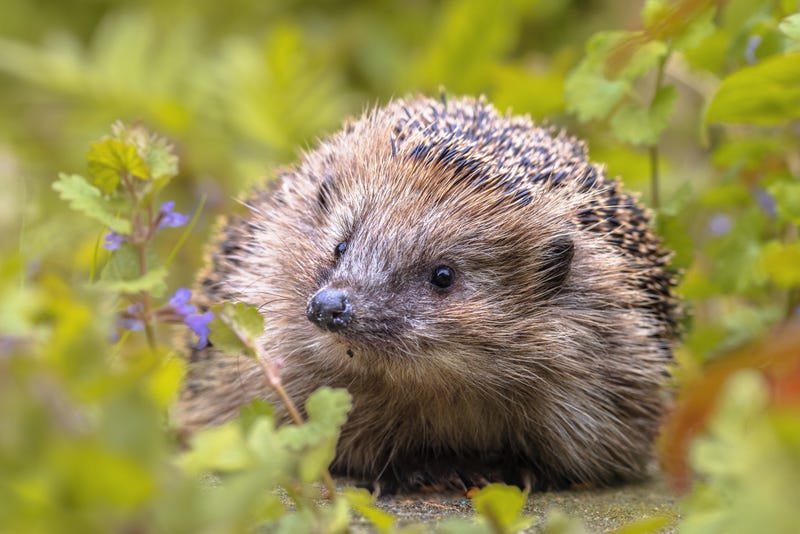 European hedgehog (Erinaceus europaeus) walking in garden with blue flowers. Stock photo. 
