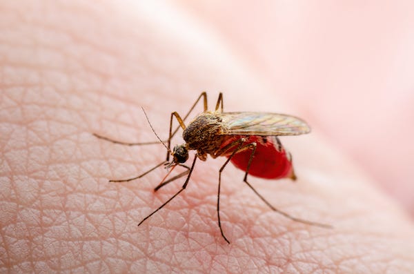 Mosquito filled with blood biting human skin