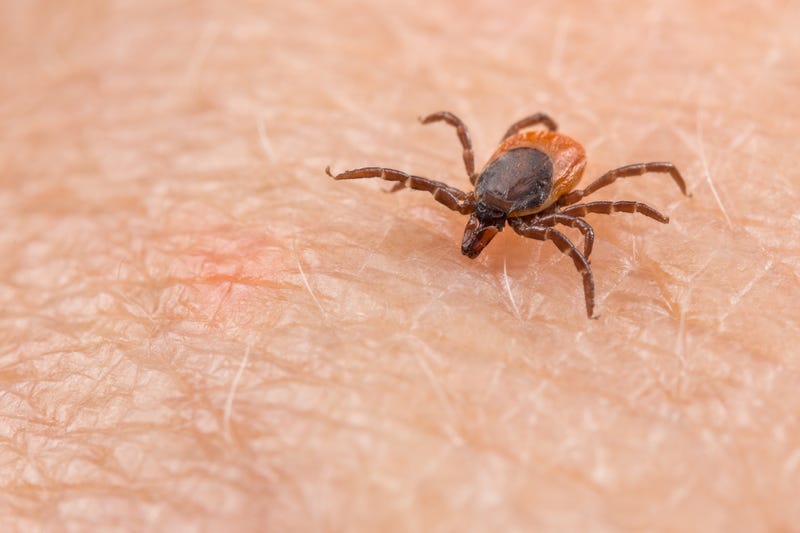 Tick