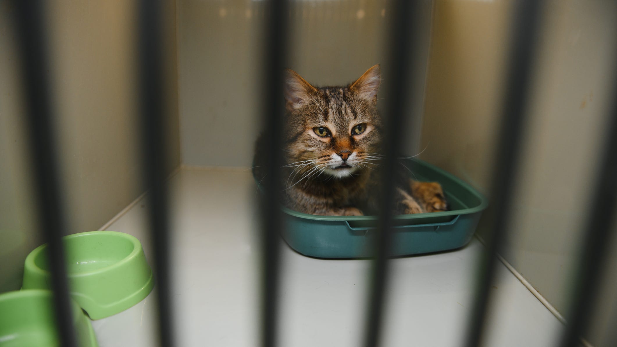 Bay Area shelters euthanize healthy animals due to vet shortage