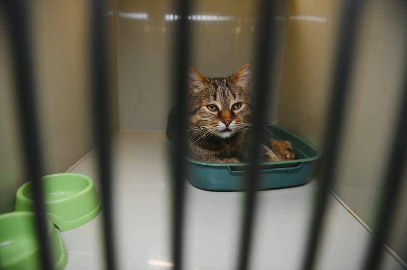 A shortage of qualified veterinarians in the Bay Area and across the state is having a devastating impact on local animal shelters.