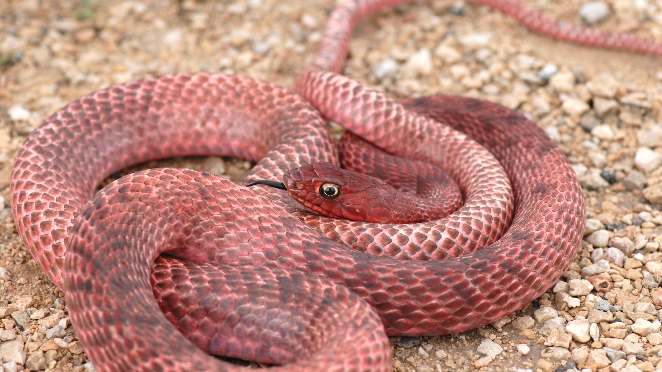 Video: West Texas Coachwhip snake devours a rattlesnake