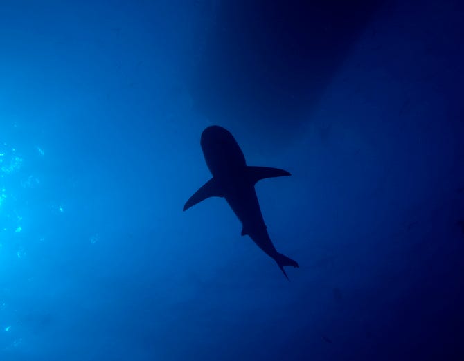 shark shadow
