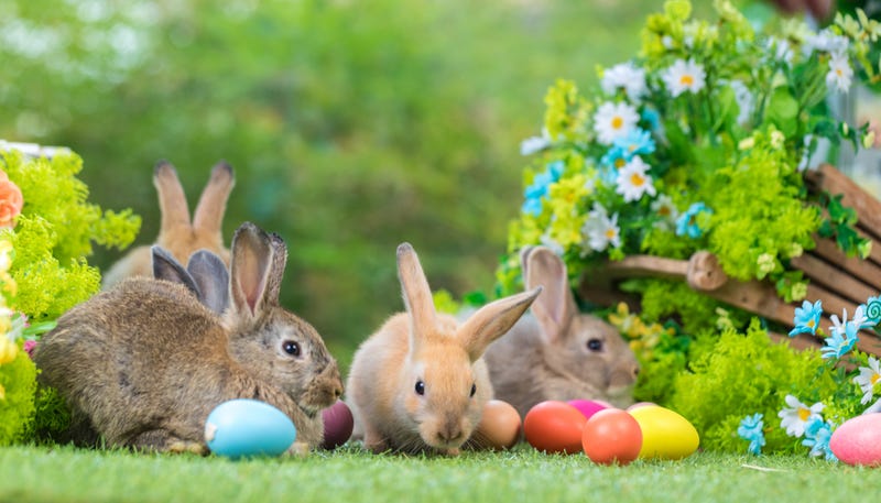 bunny