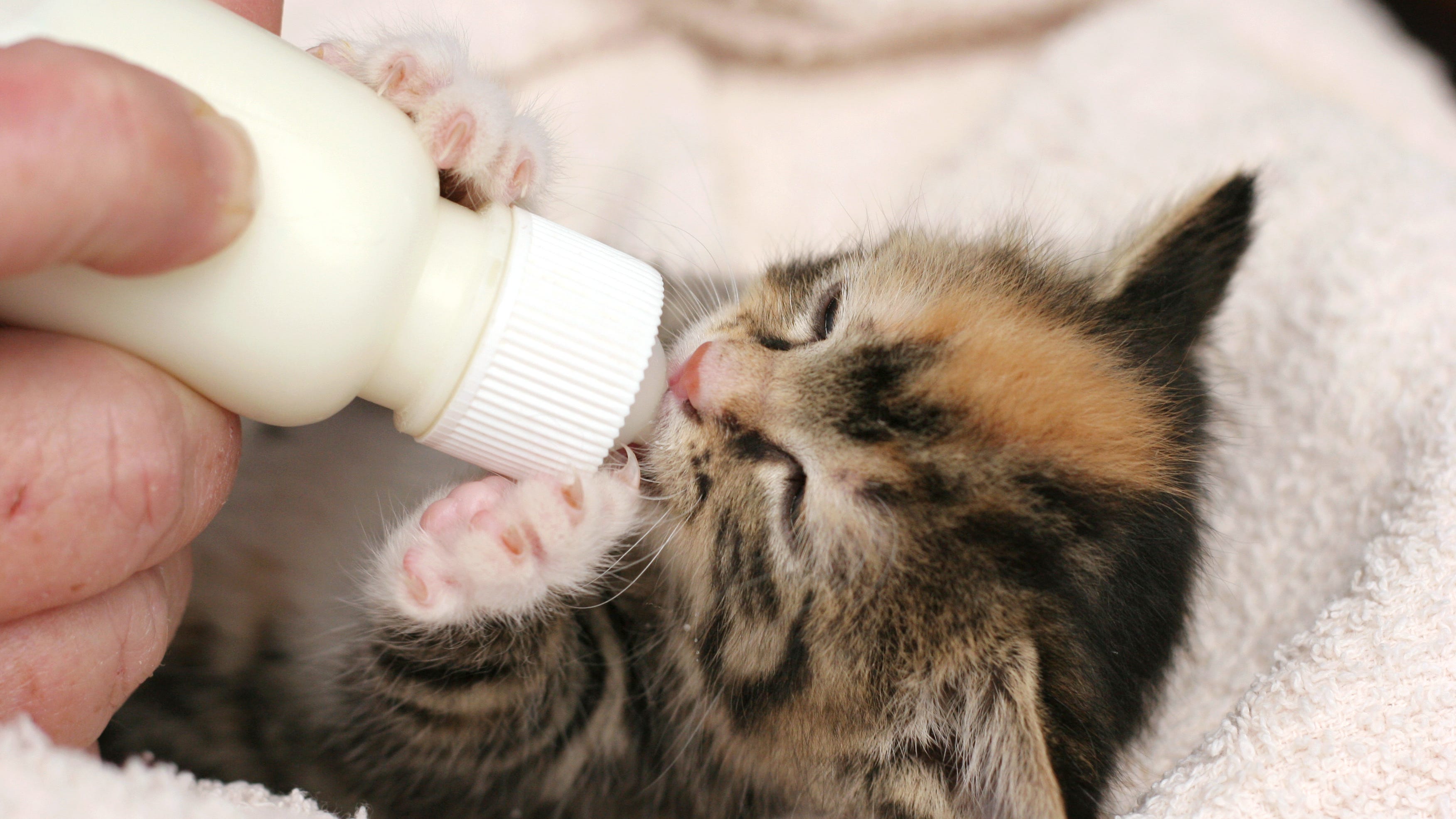 See the adorable rescue kitten with two-toned face stealing everyone’s hearts
