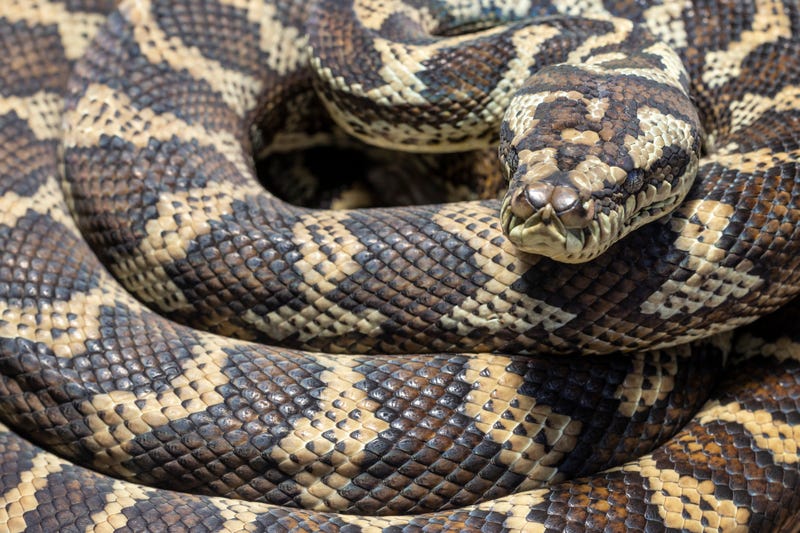 python